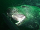 Farnes 054.jpg
